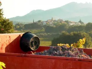 Weinernte