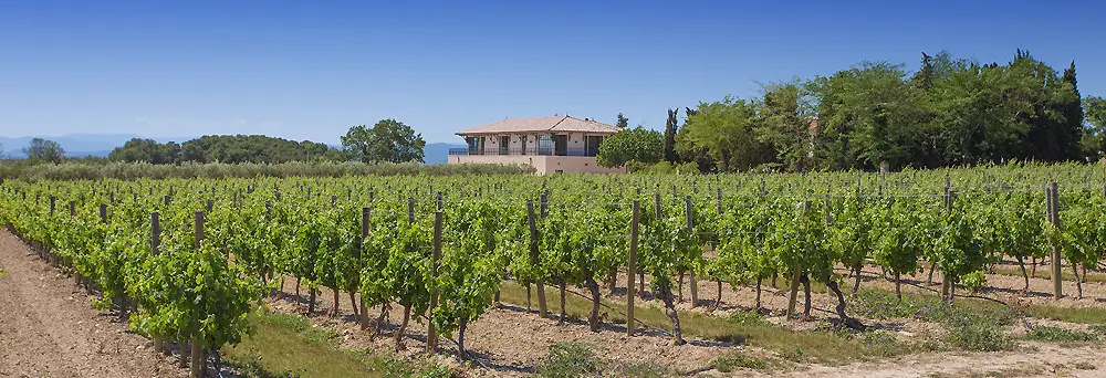 Weinbau