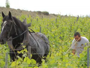 Pferd im Wein
